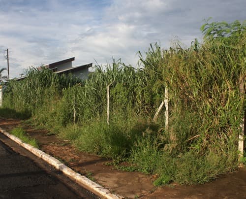 Terreno com mato alto em bairro de Lins/SP antes da limpeza